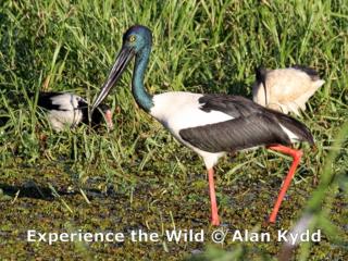 Black-necked Stork, the female has golden eyes and male has brown eyes. Still sometimes incorrectly called 'Jabiru' which is a Portugeses word for 'stork' and is a South American species.  (photo copyright Alan Kydd)