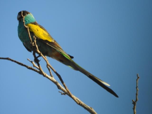Male Hooded Parrot near Pine Creek  (photo copyright Mike Jarvis)