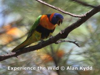 Red-collared Lorikeet in Fern-leaved Grevillea - (shouting as usual)  (photo copyright Alan Kydd)