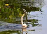 Yellow Water Darter with huge fish  (photo copyright Arnie Wessel)