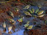 Gouldian Fiches drinking  (photo copyright Ian Morris)