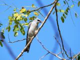 228. White-bellied Cuckoo-shrike Coracina papuensis - common and widespread resident, woodlands, wetland edges, floodplains, riverine woodland, parks and gardens 