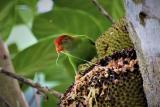 Sri Lanka Hanging Parrot feeding on a Jackfruit at the Blue Magpie Lodge, Kitulgala  (photo copyright Dr Kishan Pandithage)