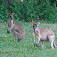 Agile Wallabies at East Point Reserve