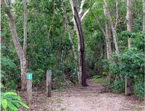 Monsoon Forest Walk, East Point Reserve Monsoon Forest Walk, East Point Reserve