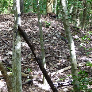 Orange-footed Scrubfowl tending the huge mound - see it at top, slightly right of centre