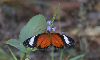 Orange Lacewing