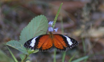 Orange Lacewing Orange Lacewing