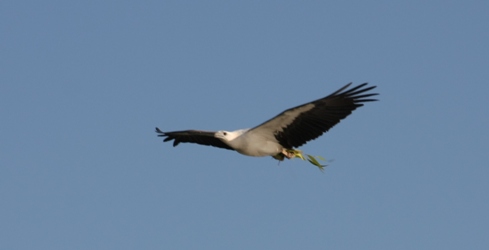 White-bellied Sea-eagle White-bellied Sea-eagle